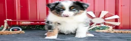 Miniature Australian Shepherd dogs for sale: Rocket - Ad 2