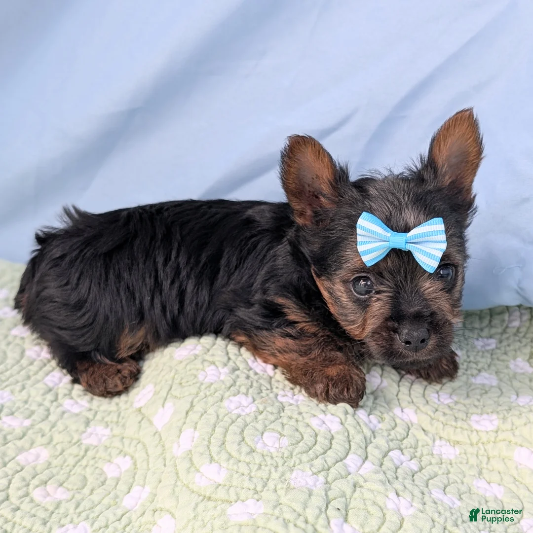 Yorkshire Terrier dogs for sale: Blueberry - Ad 2