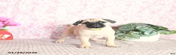 Pug dogs for sale: Lechito - Ad 5