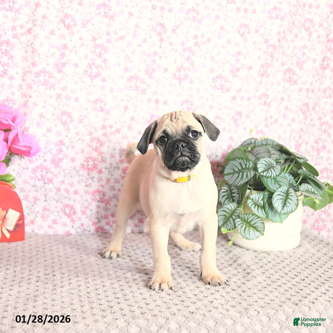 Pug dogs for sale: Lechito - Ad 5