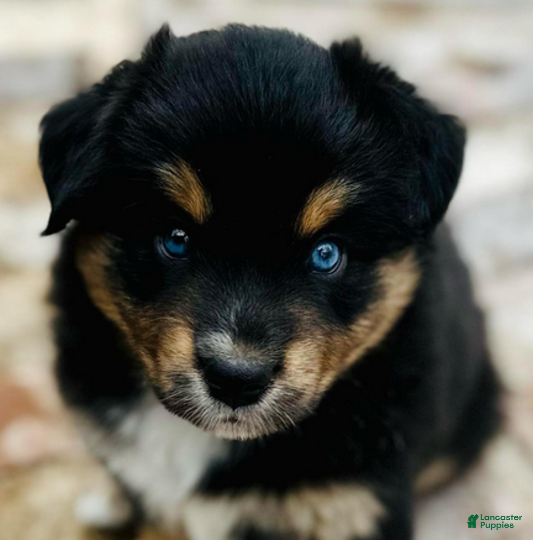 Miniature Australian Shepherd dogs for sale: Gunnar - Ad 3