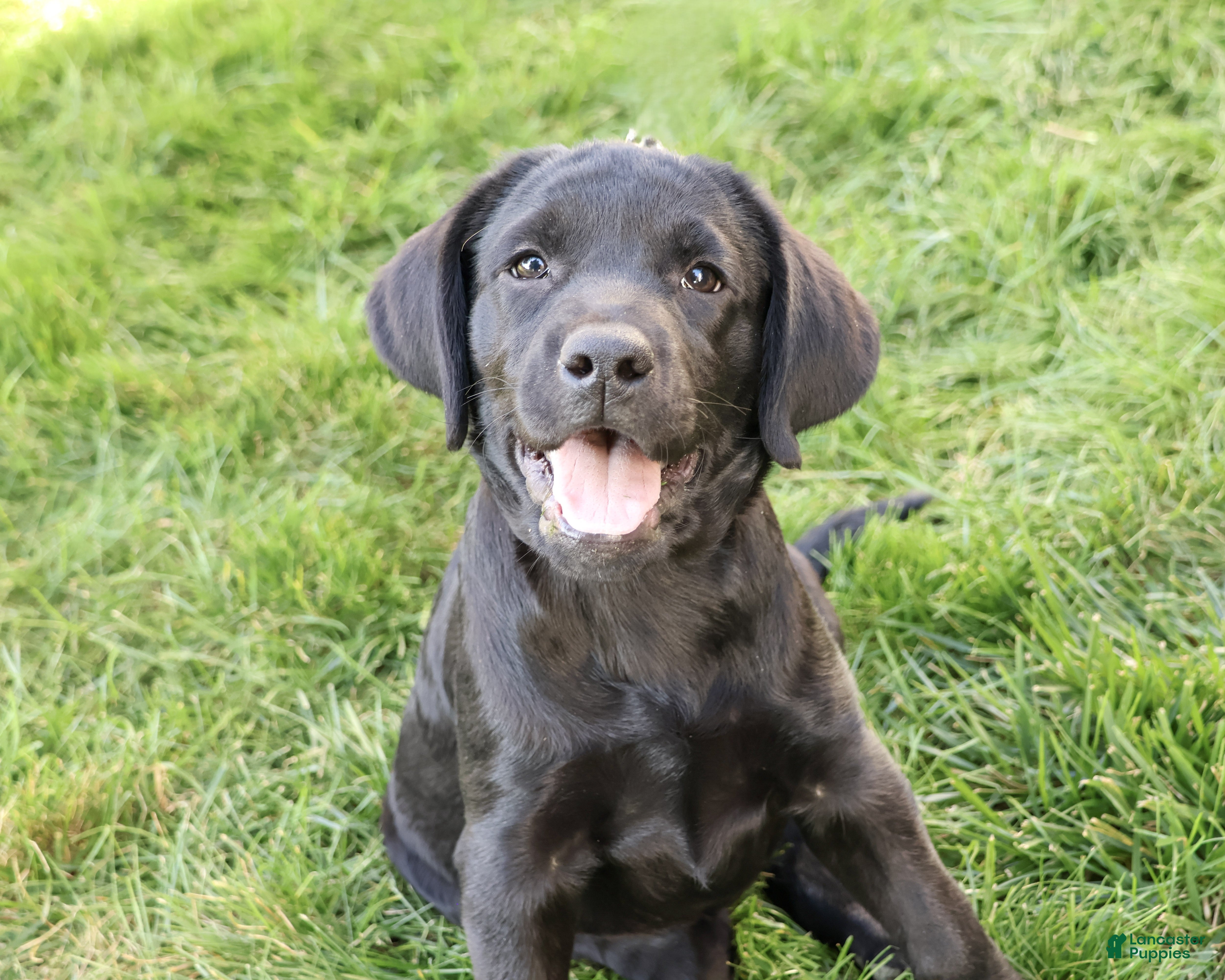 Labrador Retriever dogs for sale: Eloise - Ad 1