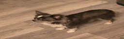 Chihuahua dogs for sale: River - Ad 2