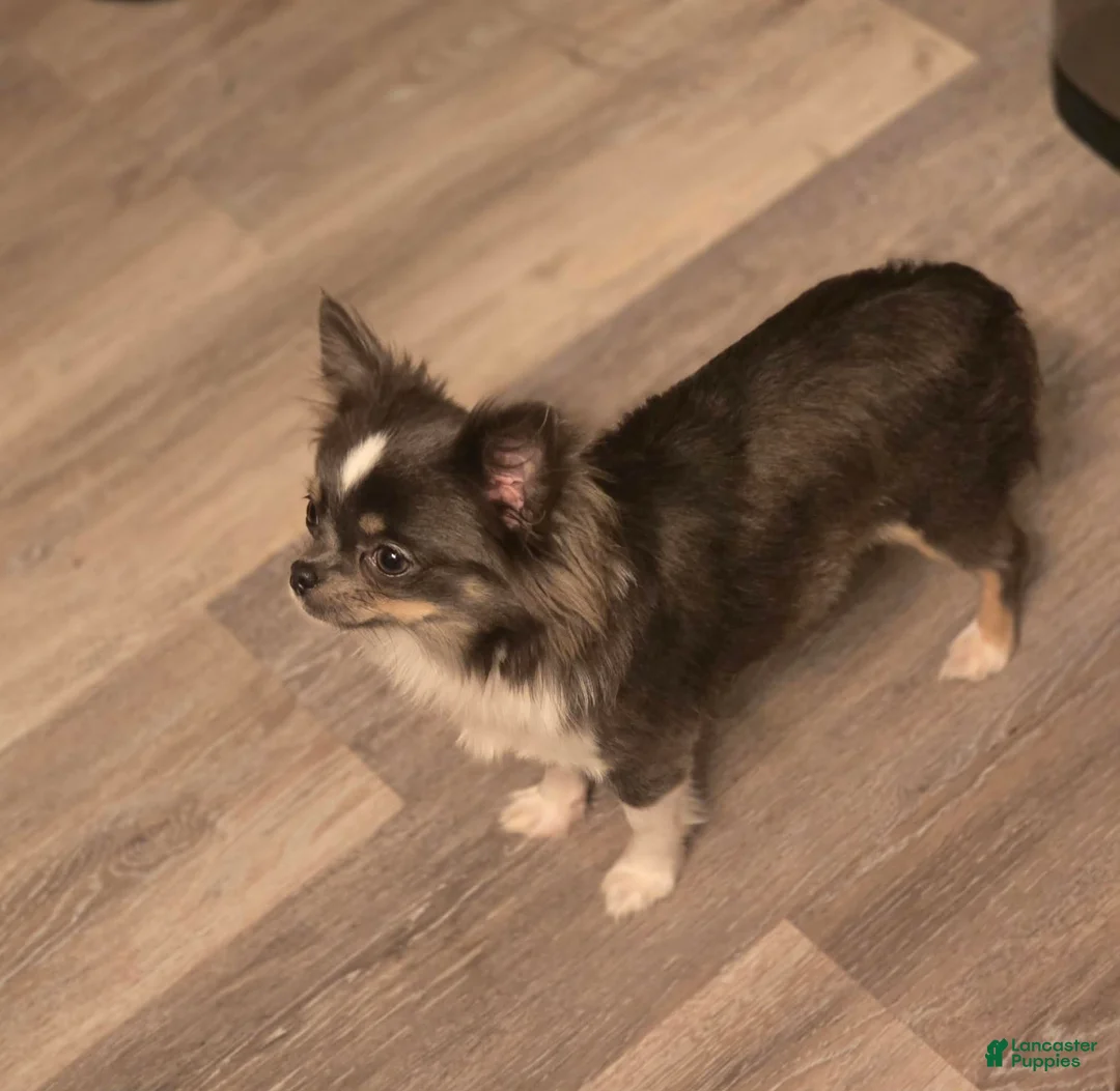 Chihuahua dogs for sale: River - Ad 2