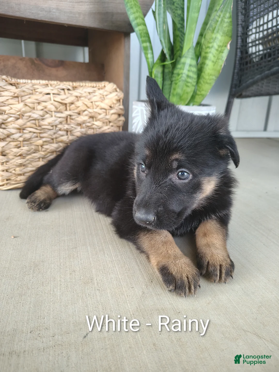 German Shepherd dogs for sale: Rainy - Ad 1
