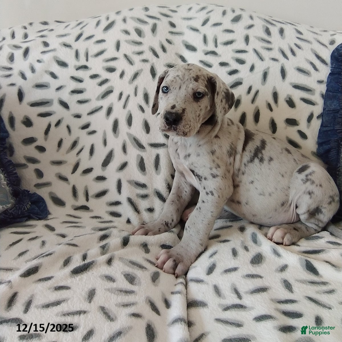 Great Dane dogs Kody - Ad 5