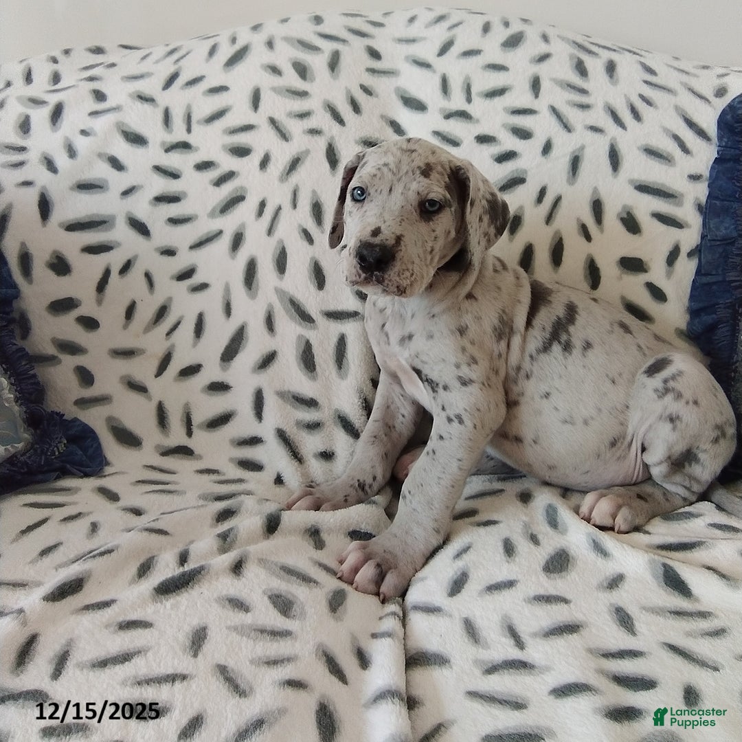 Great Dane dogs for sale: Kody - Ad 1