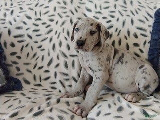 Great Dane dogs Kody - Ad 33