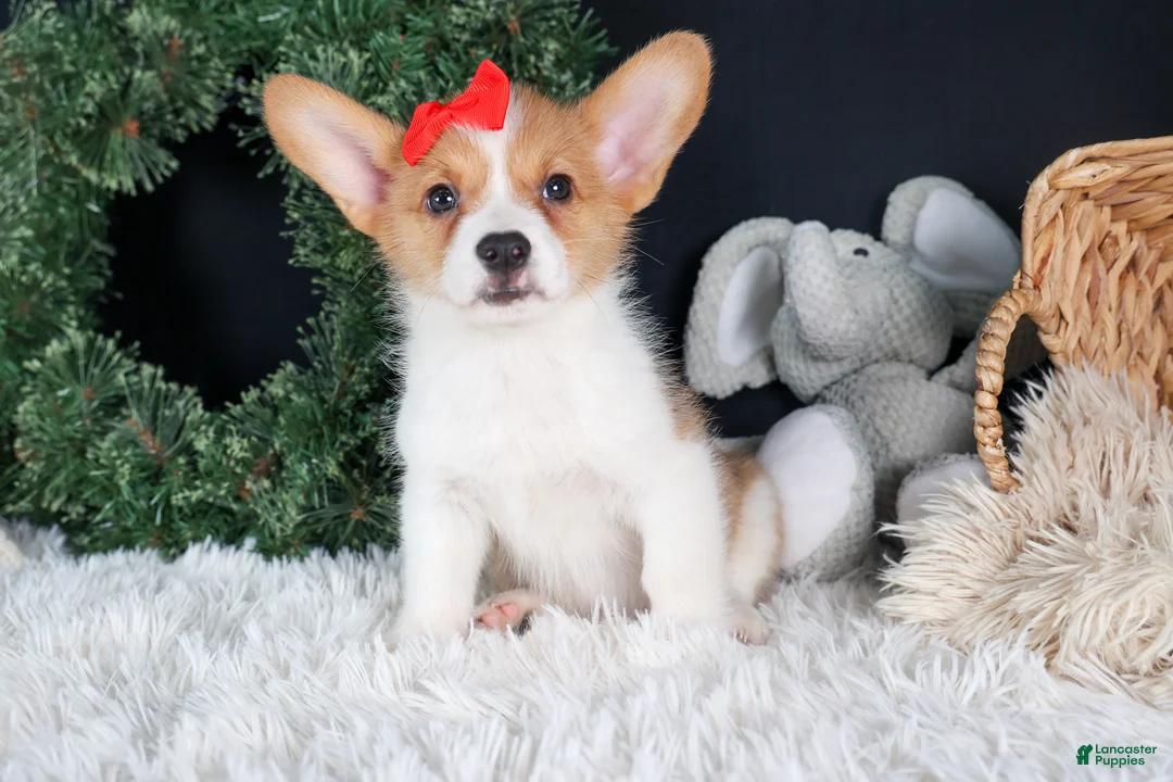 Welsh Corgi Pembroke dogs for sale: Irwin - Ad 12