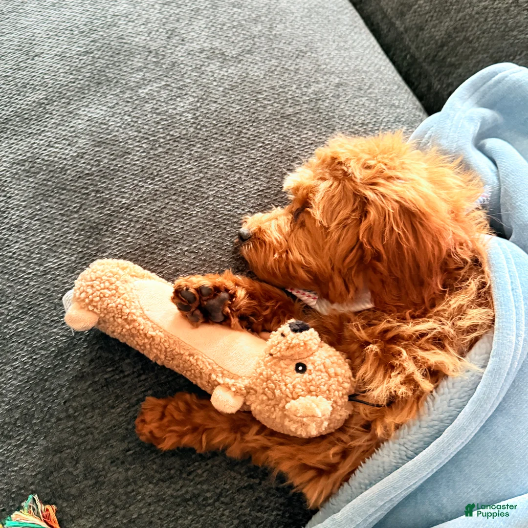 Miniature Poodle dogs for sale: Koko - Ad 1