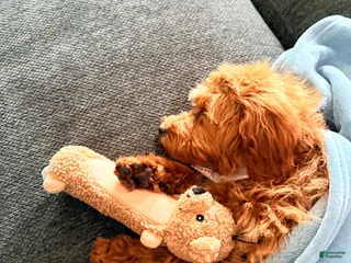 Miniature Poodle dogs Koko - Ad 41