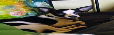 Chihuahua 1