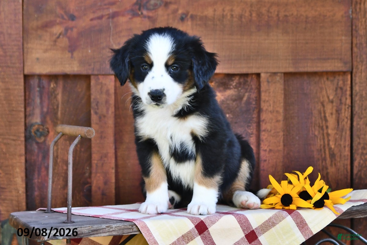 Mixed Breed dogs Rita - Ad 2