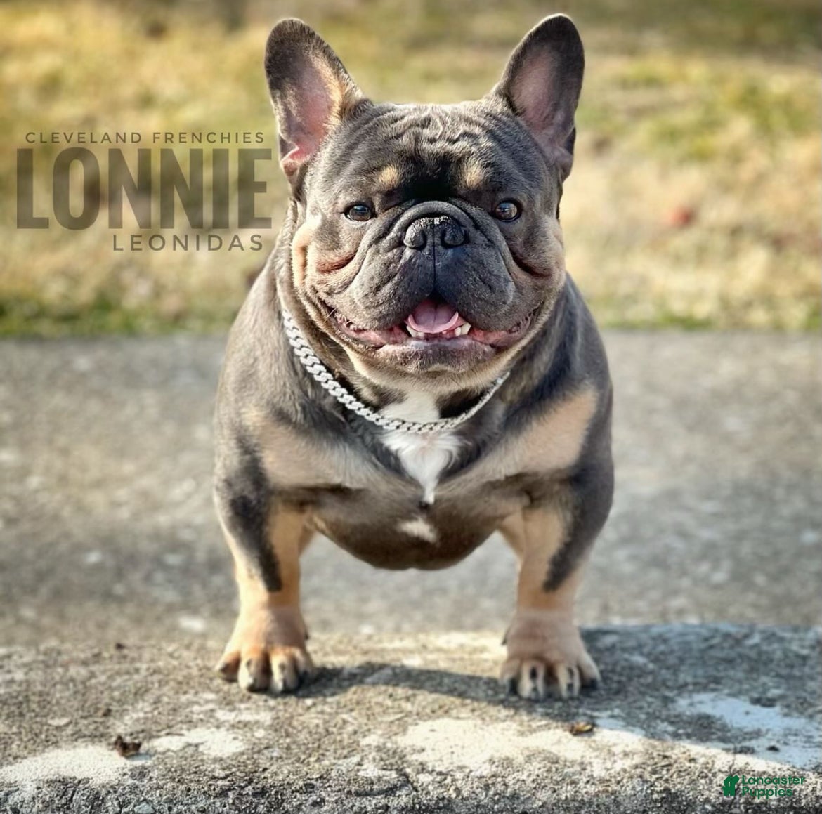 French Bulldog dogs for stud: Lonnie Leonidas - Ad 1