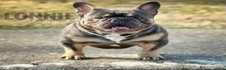 French Bulldog dogs for stud: Lonnie Leonidas - Ad 1