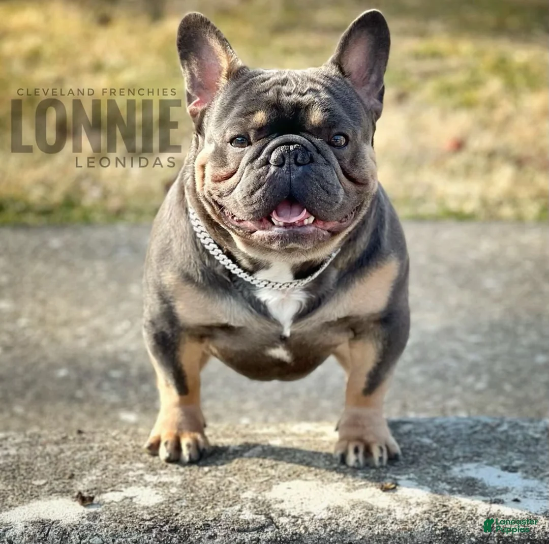 French Bulldog dogs for stud: Lonnie Leonidas - Ad 1