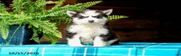 Pomsky dogs for sale: Tresa - Ad 3