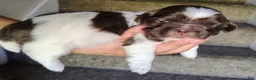 Shih Tzu dogs for sale: Shih Tzu Puppy 3 - Ad 5