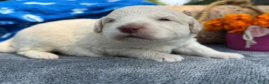 Pistachio (Boy)