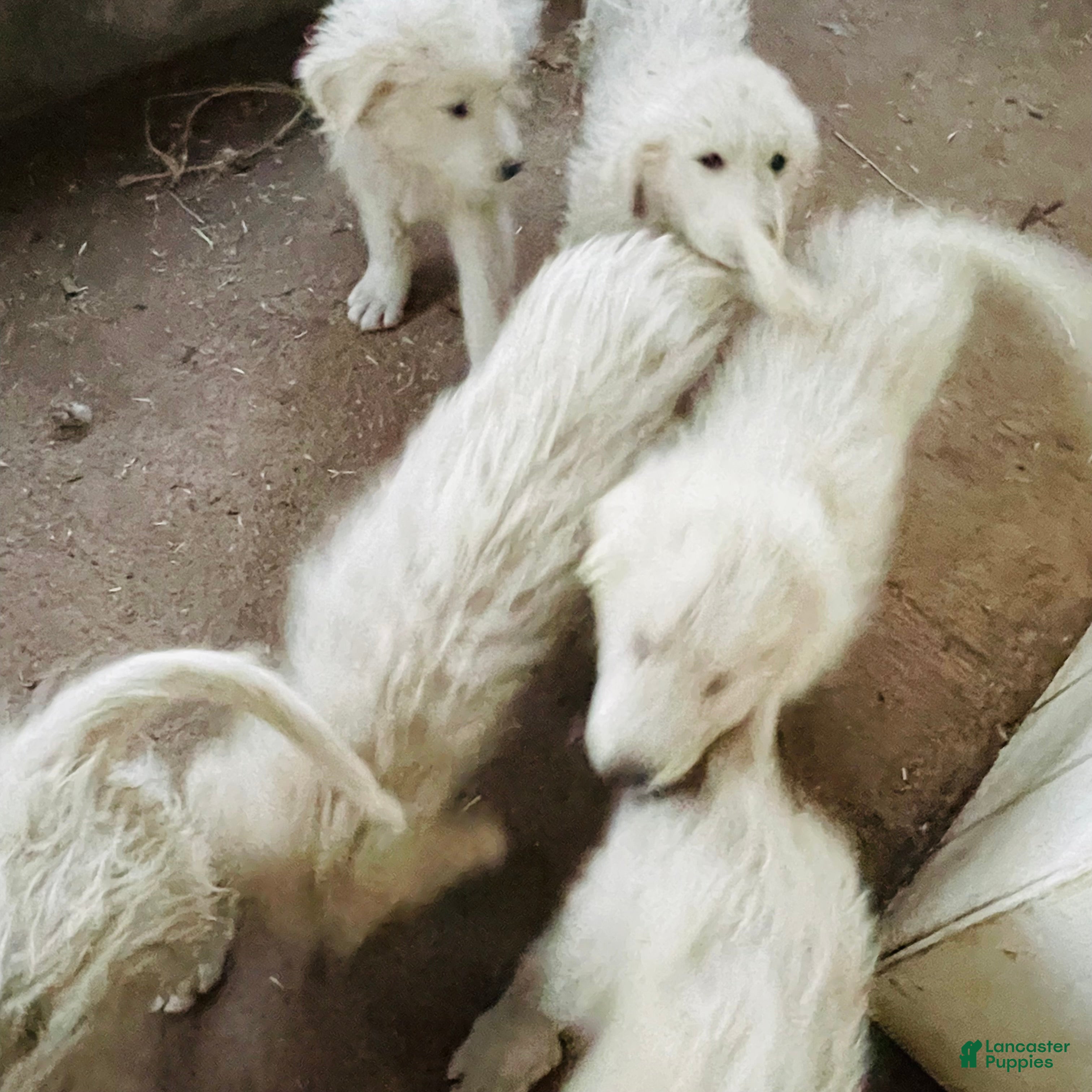 Great Pyrenees dogs Great Pyrenees Puppy 3 - Ad 16
