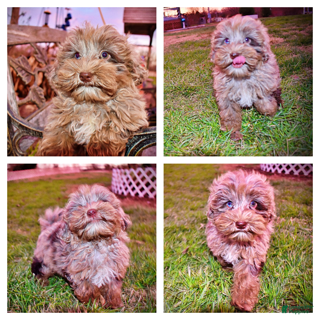 Havapoo dogs for sale: Yoda - Ad 8