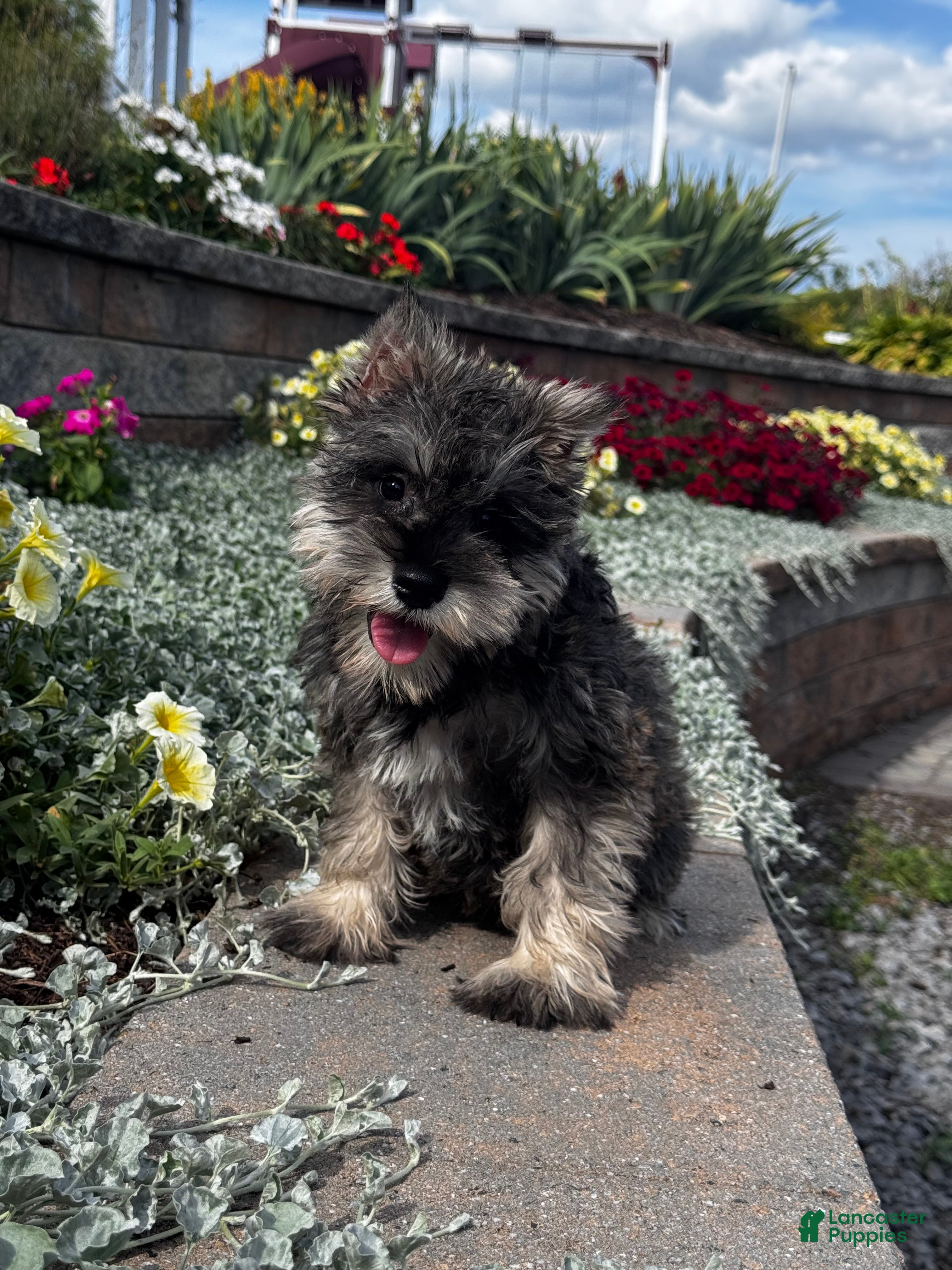 Miniature Schnauzer dogs Katie - Ad 30