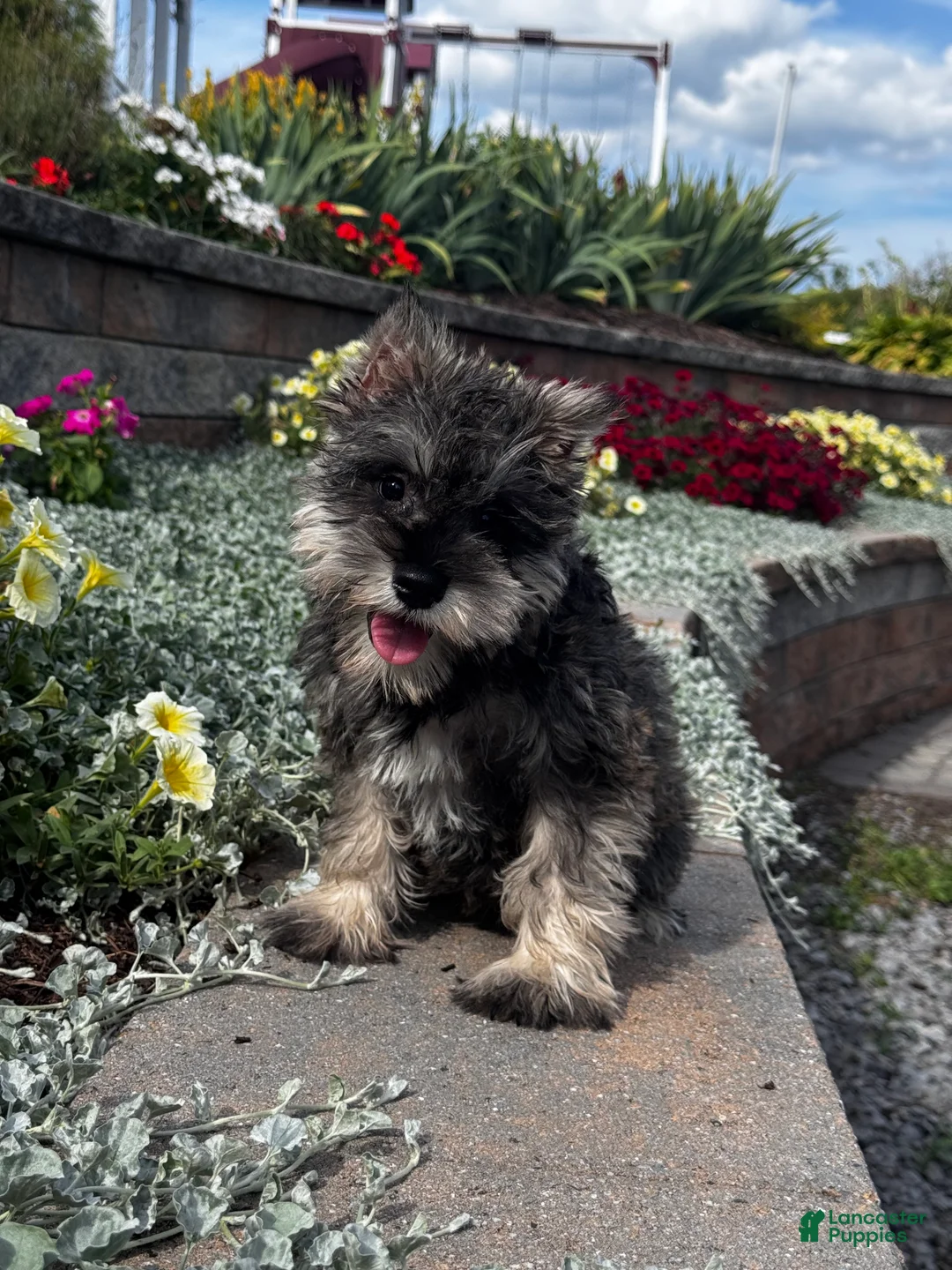 Miniature Schnauzer dogs for sale: Katie - Ad 1