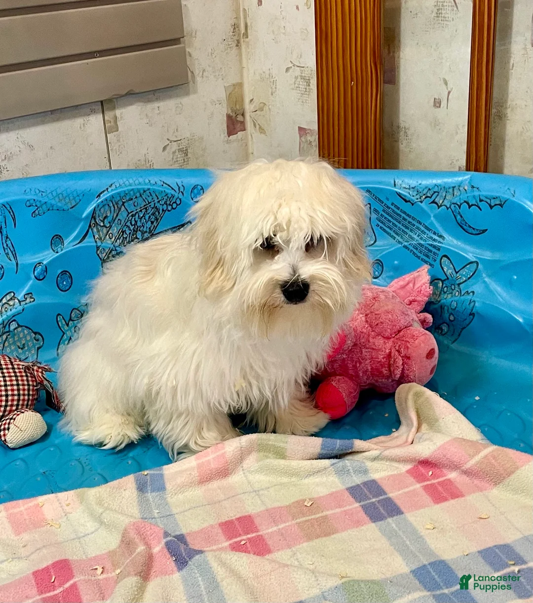 Coton De Tulear dogs for sale: Merlin - Ad 5