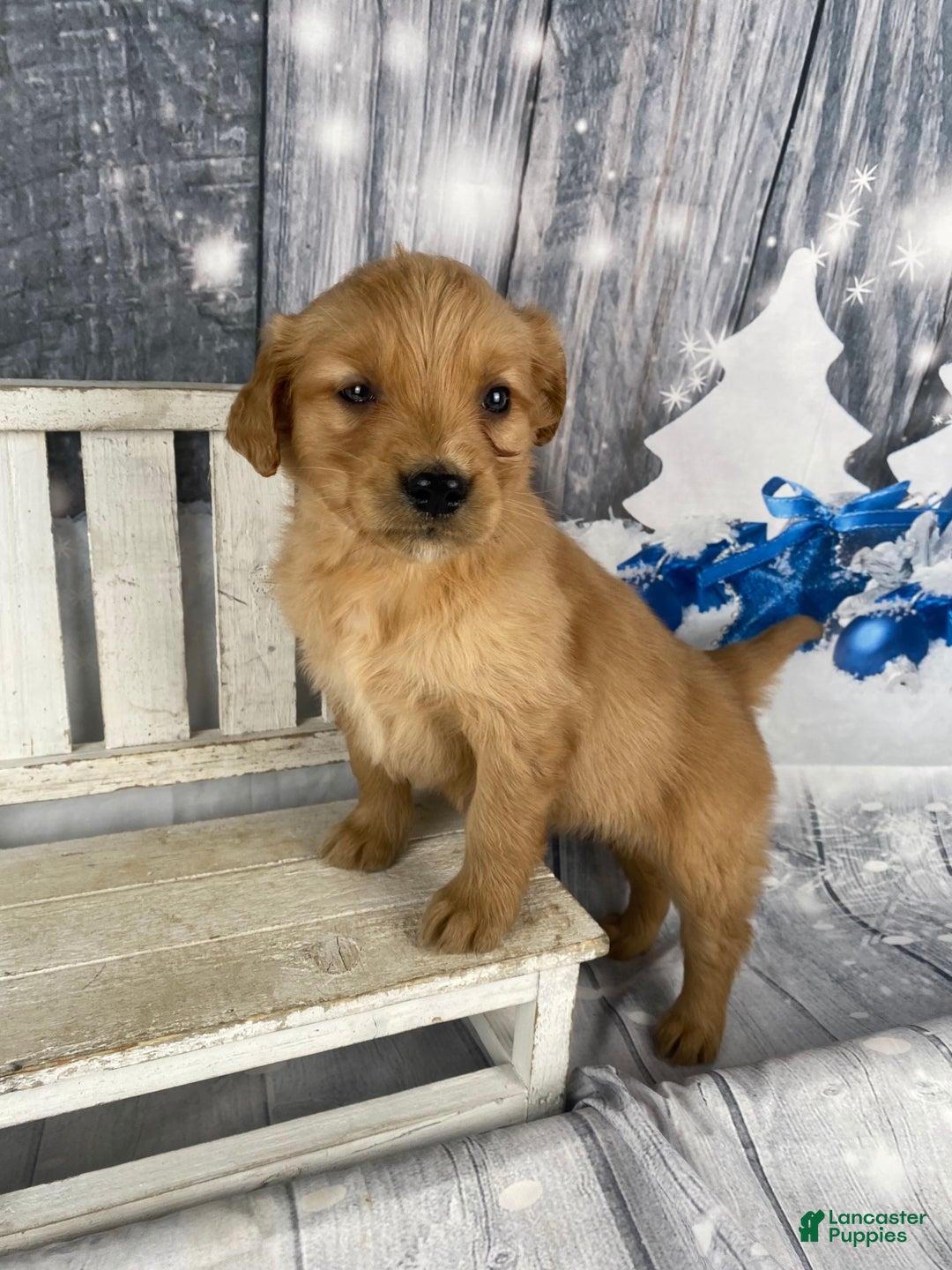 Golden Retriever dogs for sale: Suzy - Ad 10