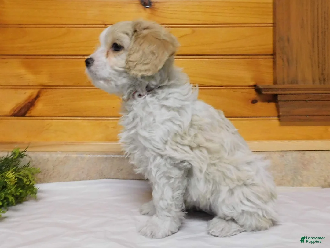 Cavachon dogs for sale: Romo - Ad 6