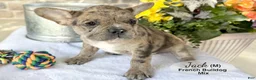 Mixed Breed dogs for sale: Jack - Ad 4