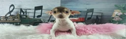 Chihuahua dogs for sale: Teacup chocolate female Chihuahua. Hand delivery  - Ad 1