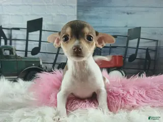 Chihuahua dogs Teacup chocolate female Chihuahua. Hand delivery - Ad 27