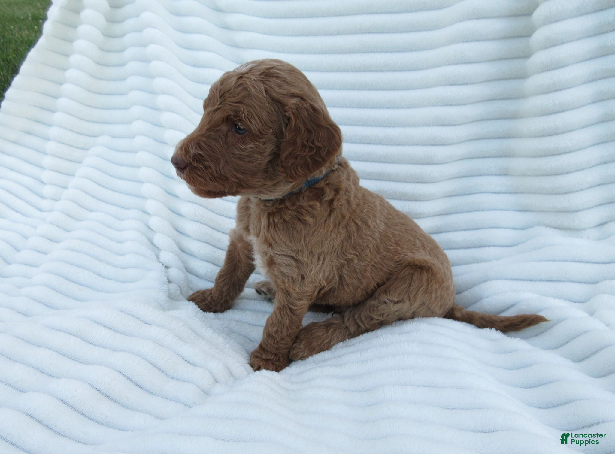Goldendoodle dogs Basil - Ad 2
