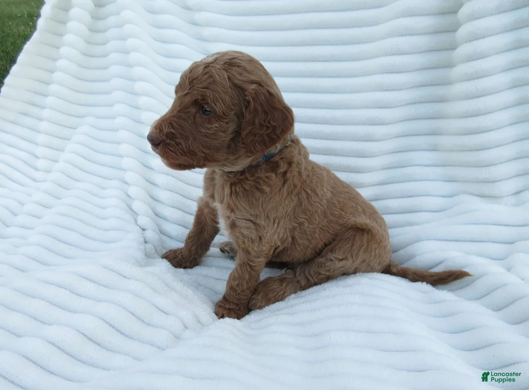 Goldendoodle dogs for sale: Basil - Ad 2