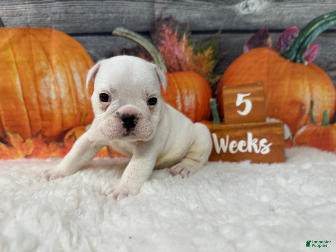 English Bulldog dogs for sale: Casper - Ad 6