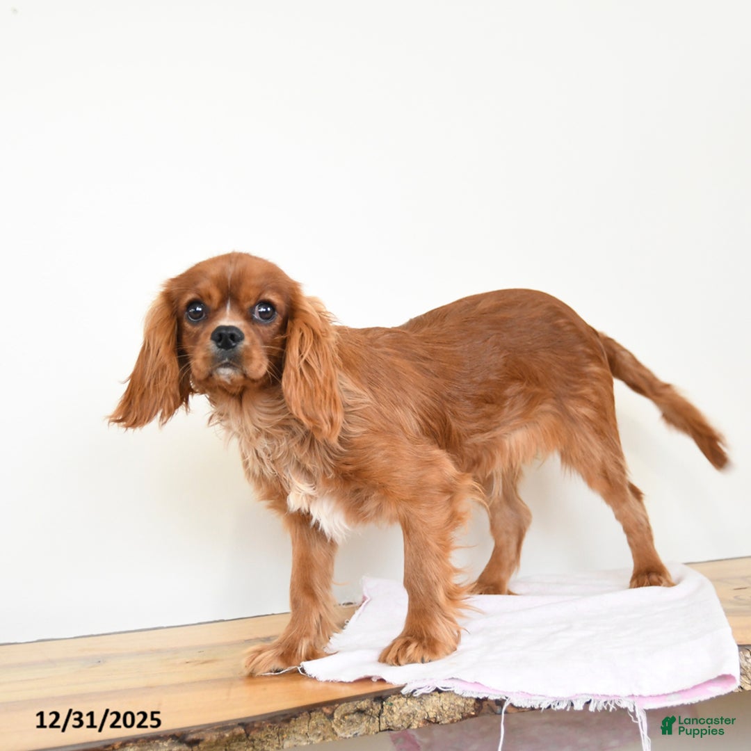 Cavalier King Charles Spaniel dogs for sale: Tucker - Ad 2