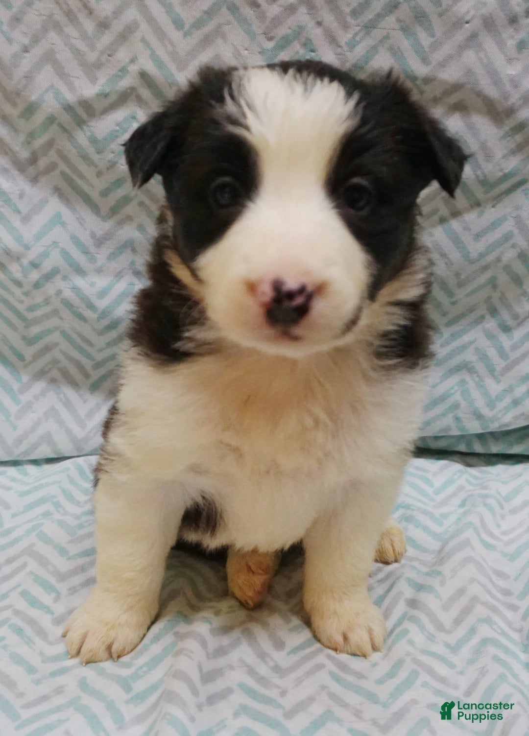 Border Collie dogs for sale: Maizy - Ad 1