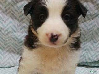 Border Collie dogs Maizy - Ad 2