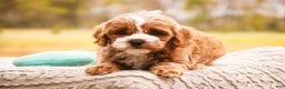 Cavapoo dogs for sale: Kohen - Ad 6