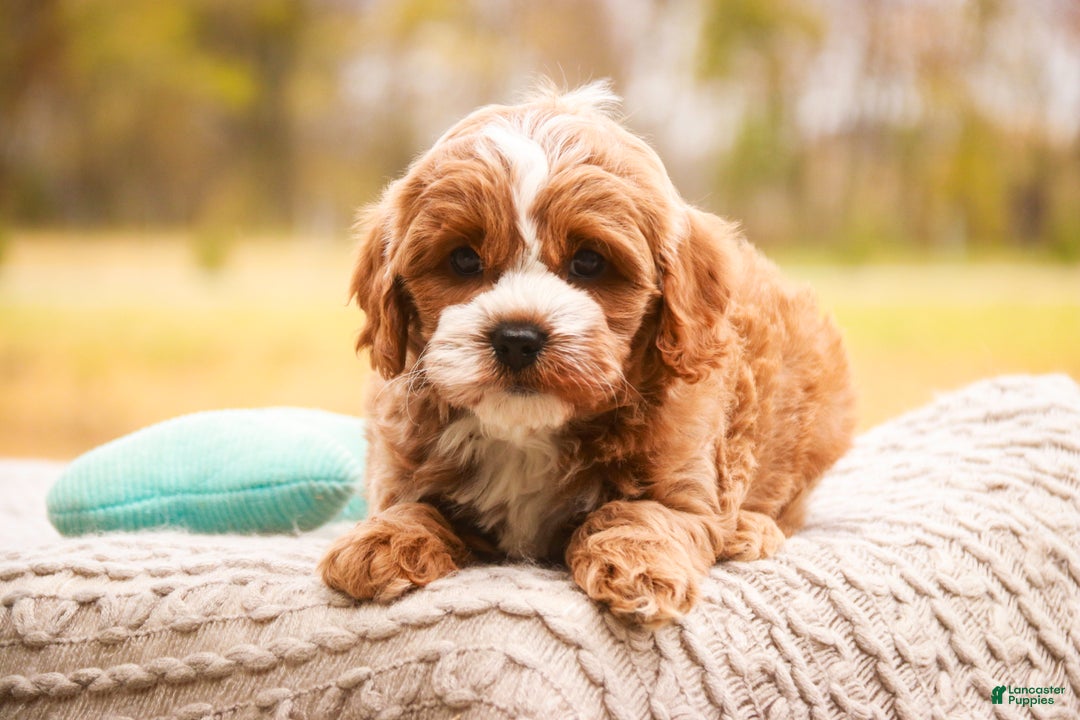 Cavapoo dogs for sale: Kohen - Ad 6