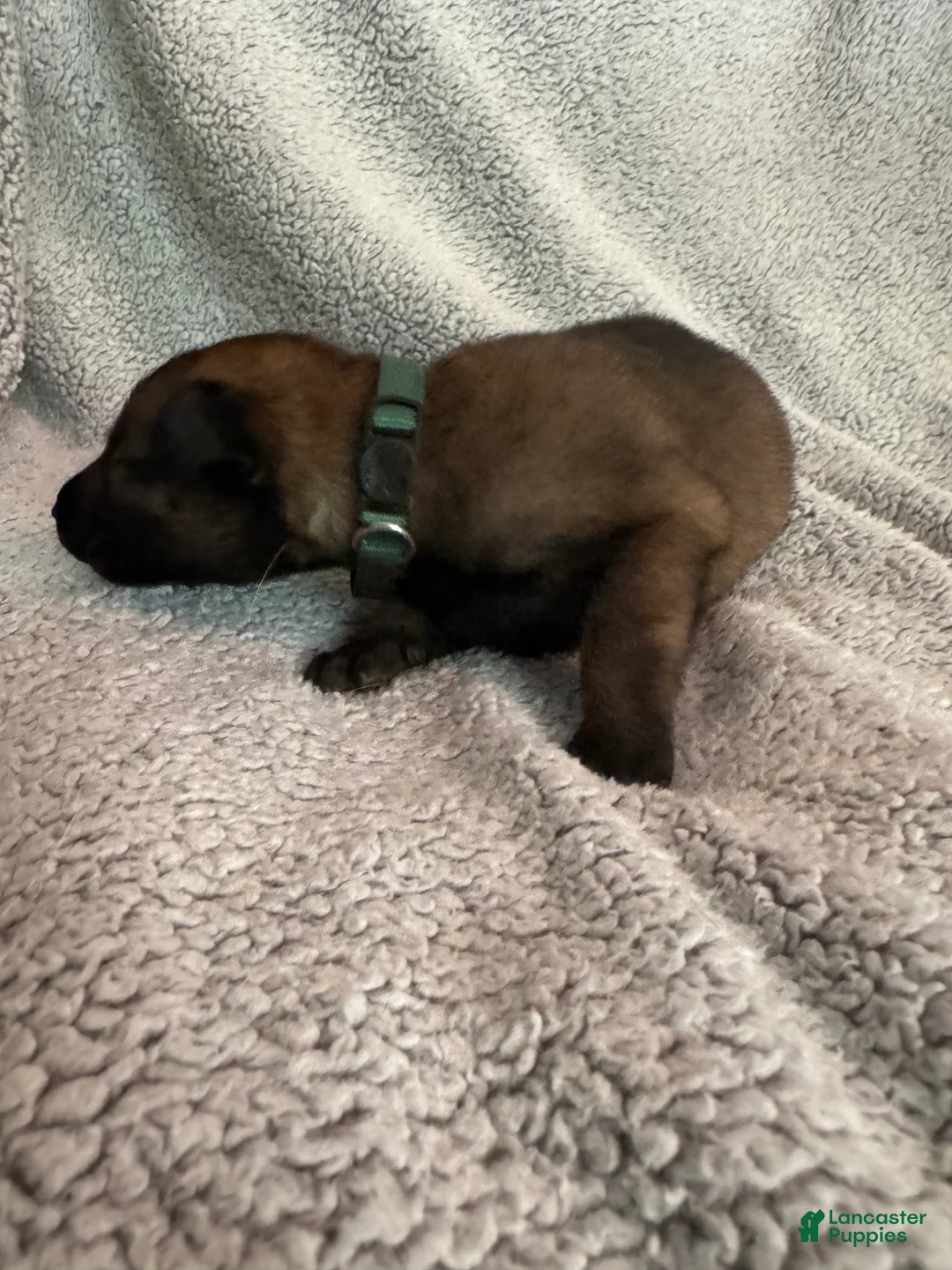 Belgian Malinois dogs for sale: Belgian Malinois 2 - Ad 2