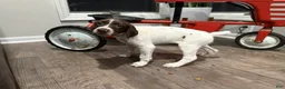 German Shorthaired Pointer dogs for sale: Leanna - Ad 2