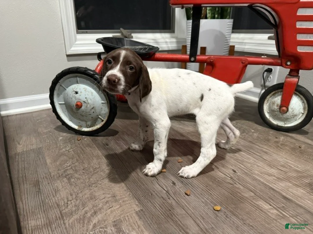 German Shorthaired Pointer dogs for sale: Leanna - Ad 2