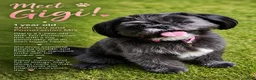 Mixed Breed dogs for sale: Ariel  - Ad 6