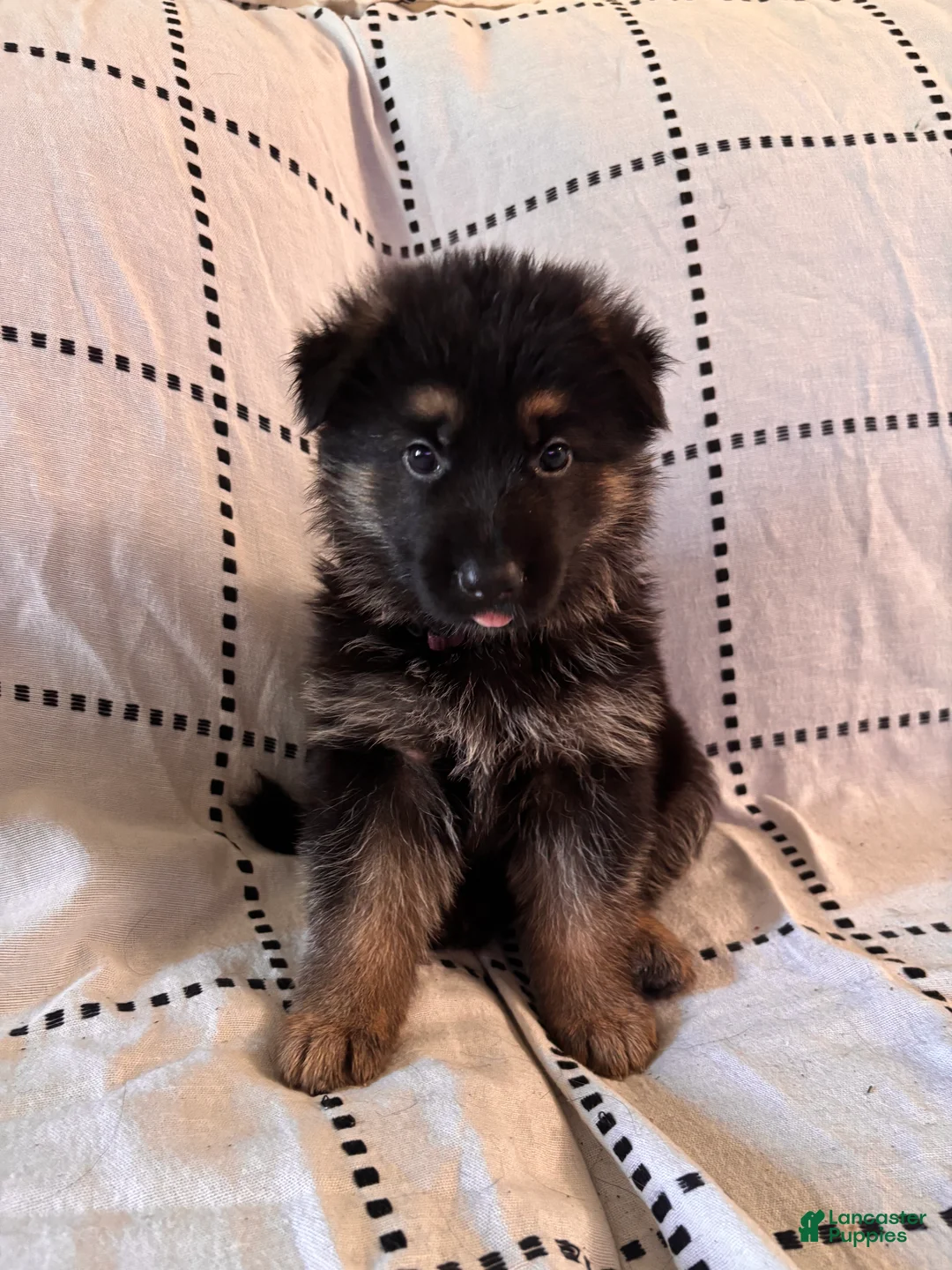 German Shepherd dogs for sale: Ravens ( Purple Collar) - Ad 1