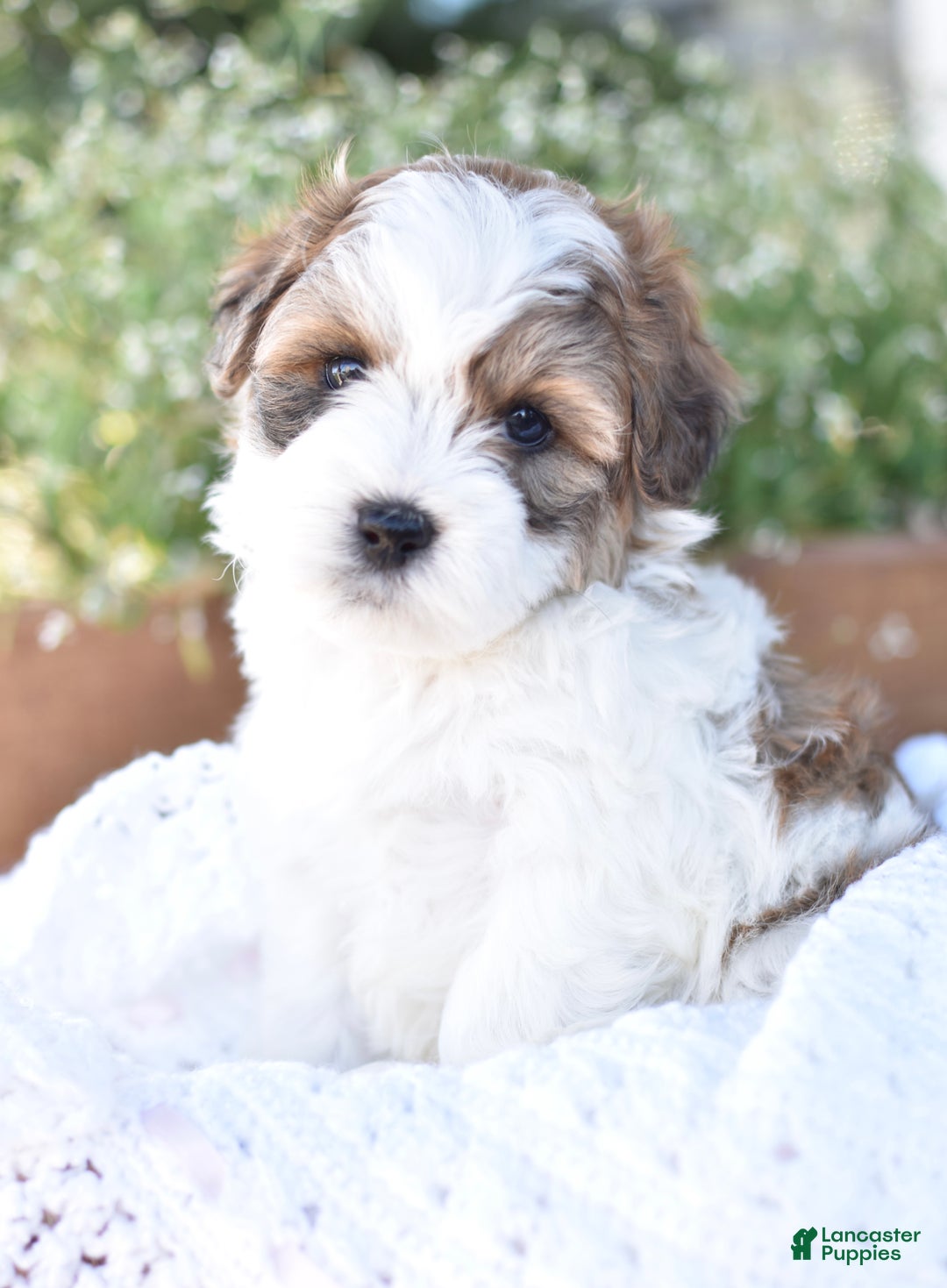 Mixed Breed dogs for sale: Diamond - Ad 1