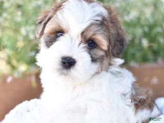 Mixed Breed dogs Diamond - Ad 41