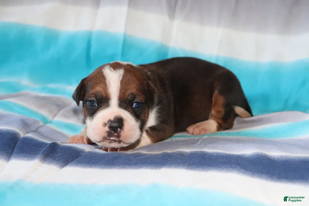 American Bully dogs for sale: Obi-wan  - Ad 1