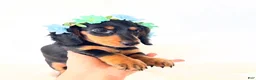 Miniature Dachshund dogs for sale: AKC Badger - Ad 4